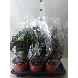 Alocasia amazonica 'Polly'
