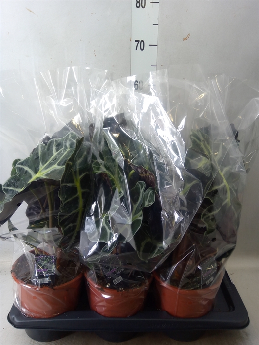 <h4>Alocasia amazonica 'Polly'</h4>