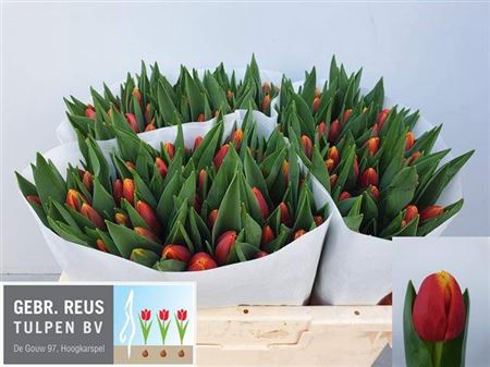 <h4>Tulipa En Replay</h4>