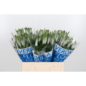 Veron Smart Luna Wit