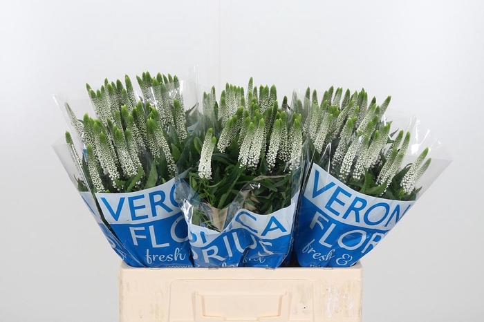 <h4>Veron Smart Luna Wit</h4>