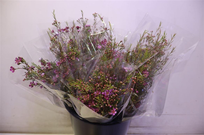 <h4>Chame Un Purple Prid</h4>