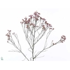 Limonium Sugar Diamond