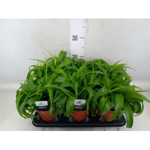 Chlorophytum com. 'Green Bonnie'