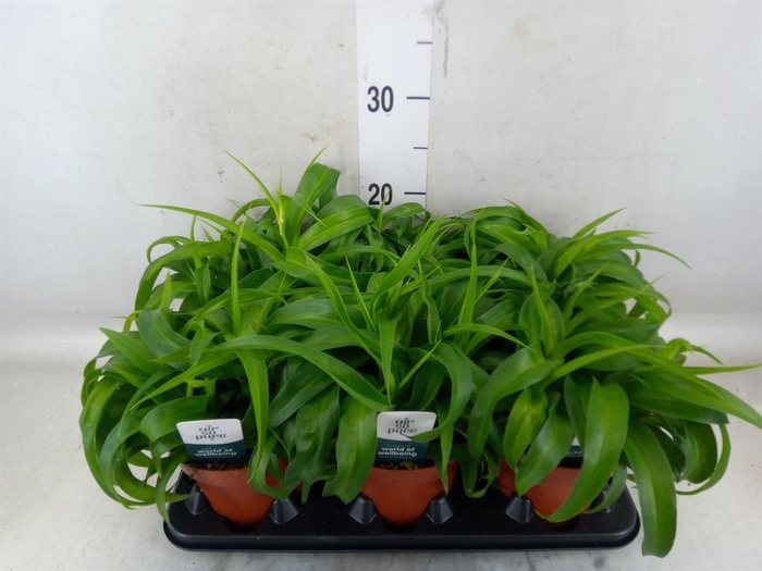 <h4>Chlorophytum com. 'Green Bonnie'</h4>