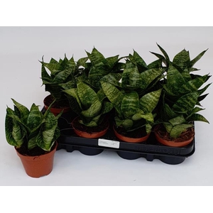 Sansevieria Forest Star 9Ø 20cm 1pp
