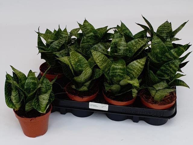 Sansevieria Forest Star 9Ø 20cm 1pp