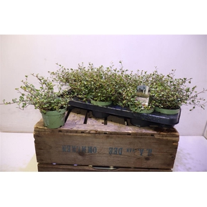 arr8 Muehlenbeck Com Maor