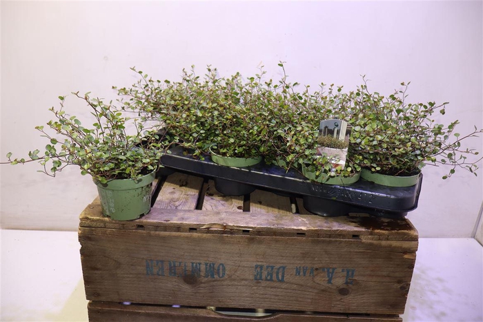 <h4>arr8 Muehlenbeck Com Maor</h4>