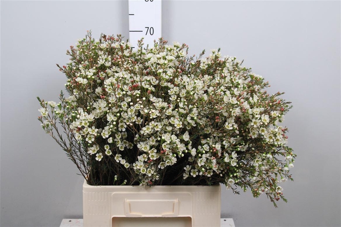 <h4>Chame Me Sirius</h4>