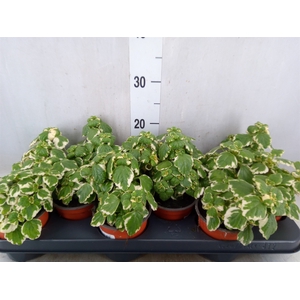Plectranthus   ...