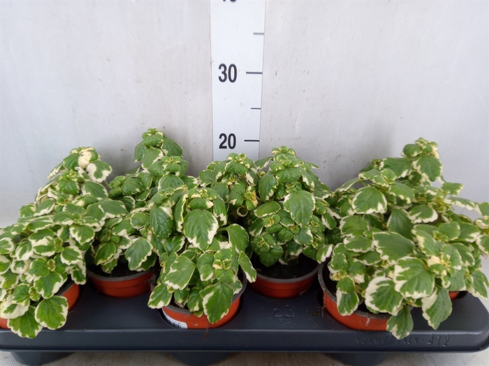 <h4>Plectranthus   ...</h4>