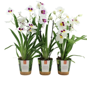 Inca Miltoniopsis White 2 spike in Jungle cover