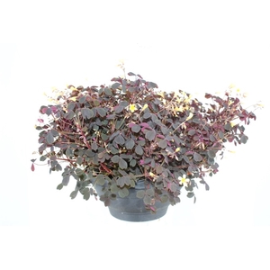 OXALIS VULCANICOLA C21