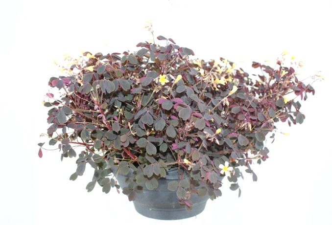 OXALIS VULCANICOLA C21