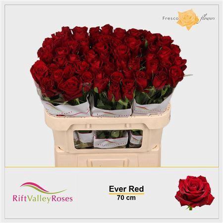 <h4>ROSA GR 'EVER RED'</h4>