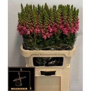 <h4>ANTIR AVIGNON C ROSE</h4>