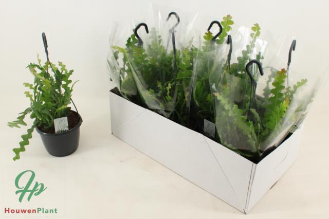 Epiphyllum Anguliger (Cites) 15Ø 20cm