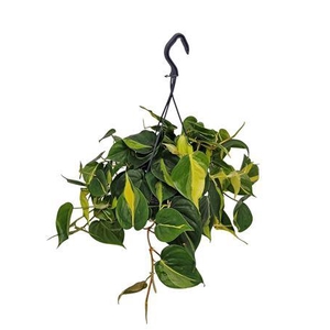 Philodendron Brasil Hangpot