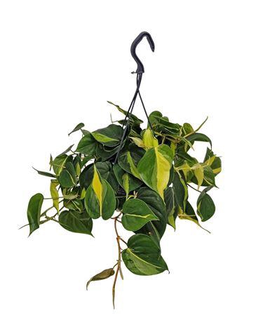 <h4>Philodendron Brasil Hangpot</h4>