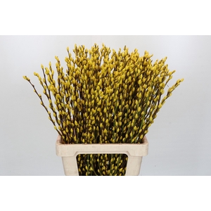 Salix Caprea Snow Flake P. Yellow