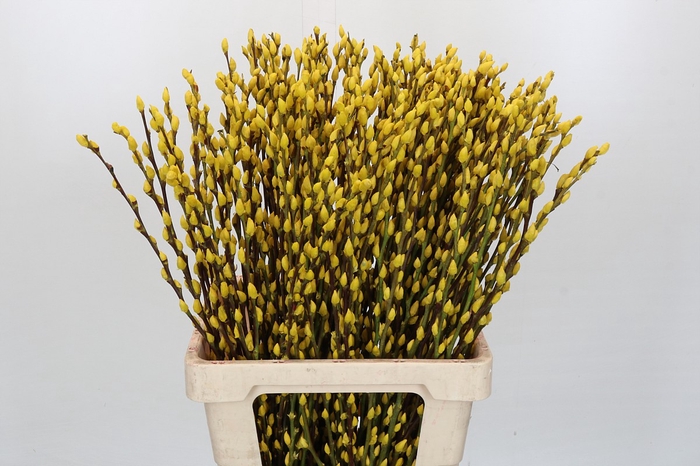 <h4>Salix Caprea Snow Flake P. Yellow</h4>