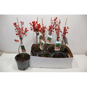 Ilex Verticillata