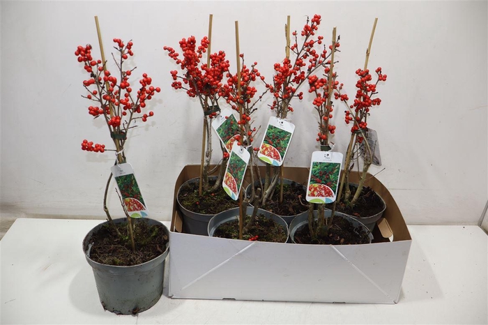 <h4>Ilex Verticillata</h4>