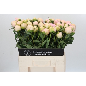 Paeonia Pink Snow