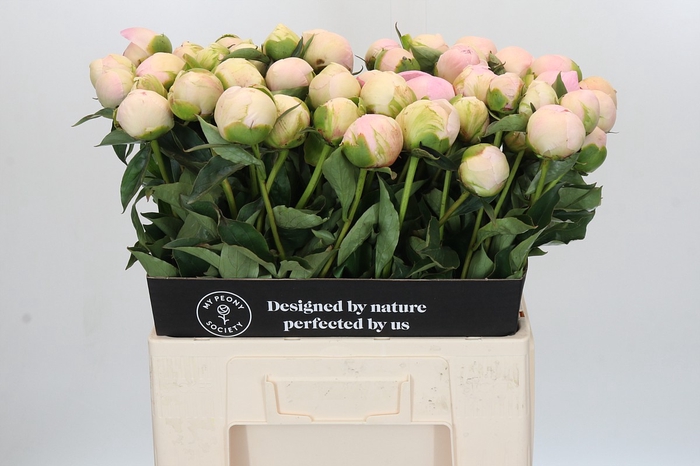 <h4>Paeonia Pink Snow</h4>