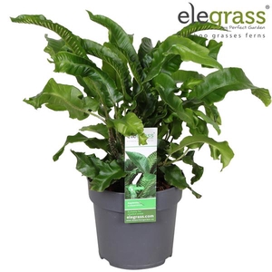 Asplenium scolopendrium P14