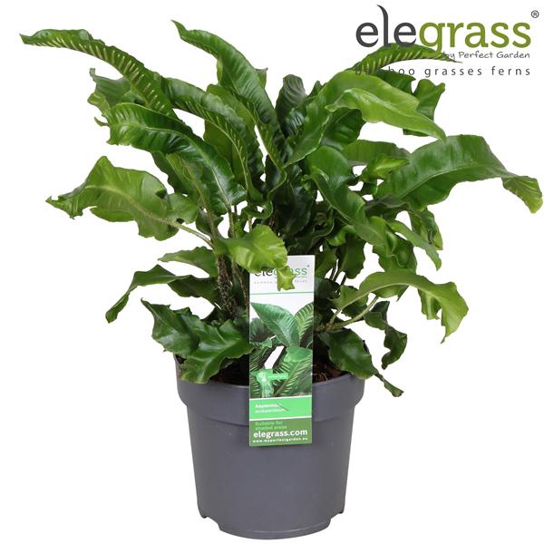 <h4>Asplenium scolopendrium P14</h4>