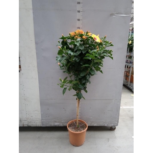 Hibiscus rosa-sin. 'Sunny Torino'