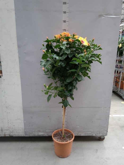 <h4>Hibiscus rosa-sin. 'Sunny Torino'</h4>