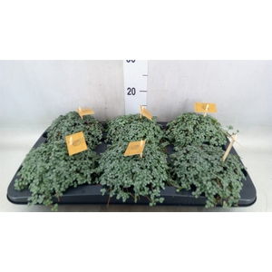 Pilea glaucophylla 'Greyzy'