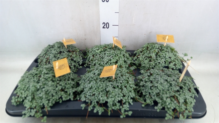 <h4>Pilea glaucophylla 'Greyzy'</h4>