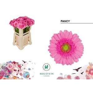 Ge Mi Fancy