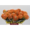 Nutans Ayoba Peach