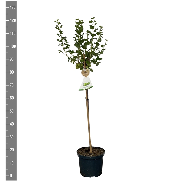 <h4>Ribes u.c. Kruisbes Hinnonmaki Grun stam 60 cm (groene kruisbes)</h4>