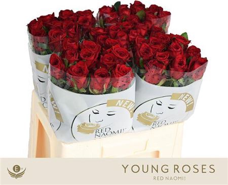 <h4>R Gr Red Naomi A2</h4>