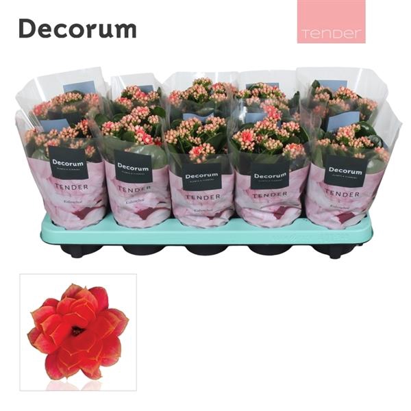 <h4>Kalanchoe blossfeldiana gevuld 'Serenity Coral'</h4>