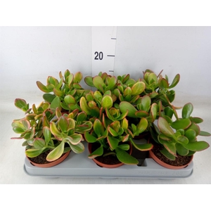 Crassula ovata 'Sunset'