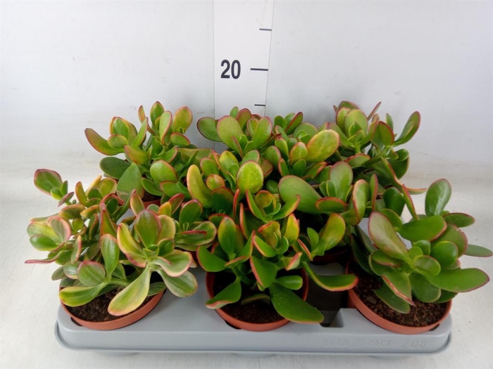 <h4>Crassula ovata 'Sunset'</h4>