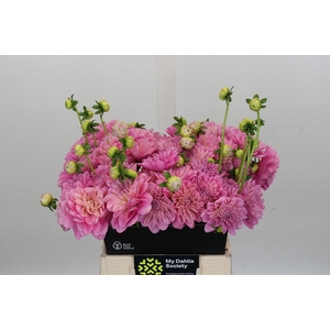 Dahlia Pink Pop