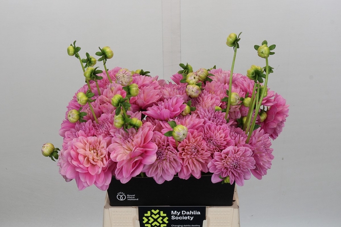 <h4>Dahlia Pink Pop</h4>
