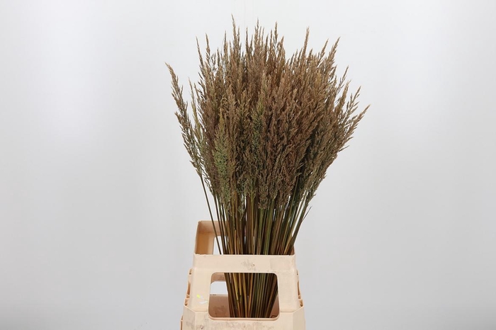 <h4>Calamagrostis</h4>