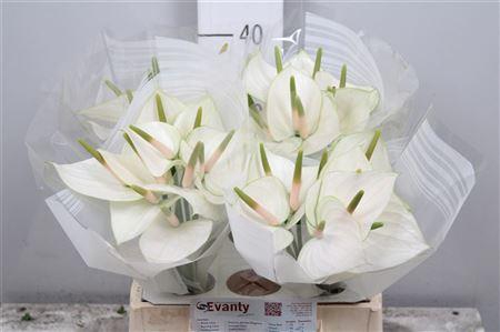 <h4>Anth A Snowy 40 L35</h4>