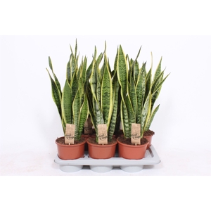 Sansevieria trifa. 'Laurentii'