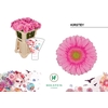 Gerbera MI 'Kirstey'