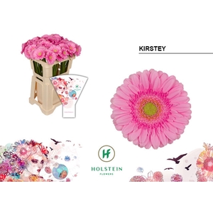 Gerbera MI 'Kirstey'